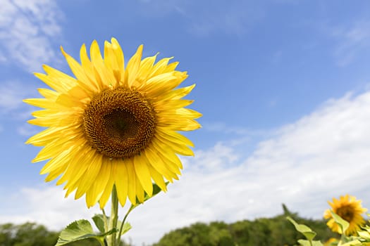 Large blooming sunflower against the blue sky and green grove