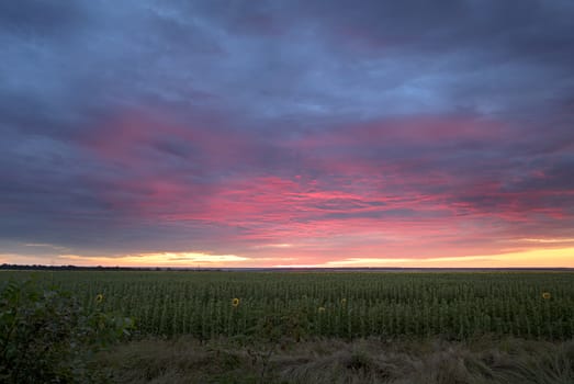 Colorful scarlet sunrise against a background of blue clouds over a field with green sunflowers