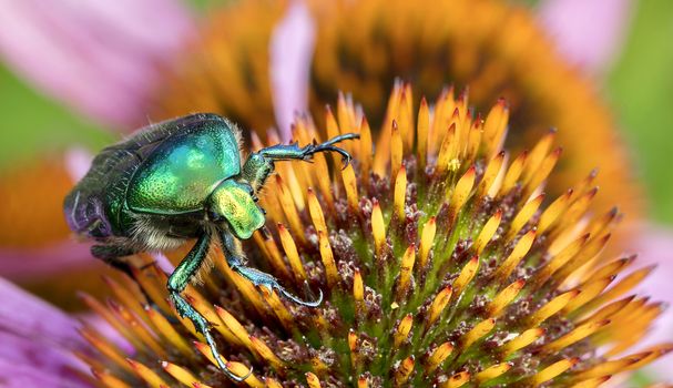 Chafer eats pollen on the flower of Echinacea