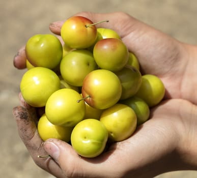 Handful of yellow ripe plums in hands close up in sunlight