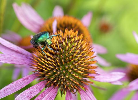 Chafer eats pollen on the flower of Echinacea