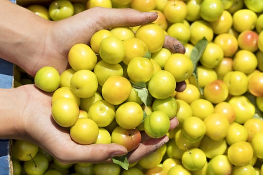 Summer harvest of yellow ripe plums in a box and a handful in hands, close up in sunlight