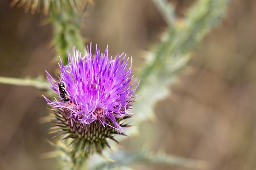 An insect on the flowering head of a thistle flower is looking for nectar