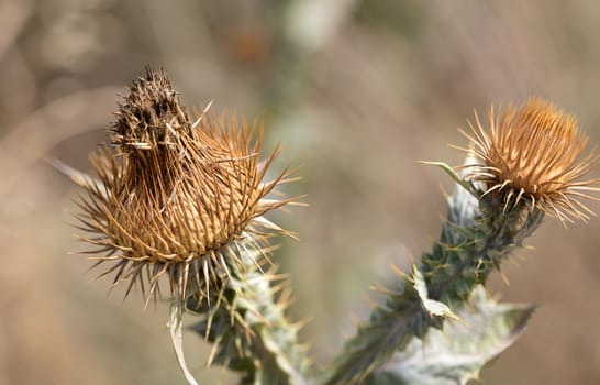 Dry prickly thorns on the head and inflorescence of thistles.