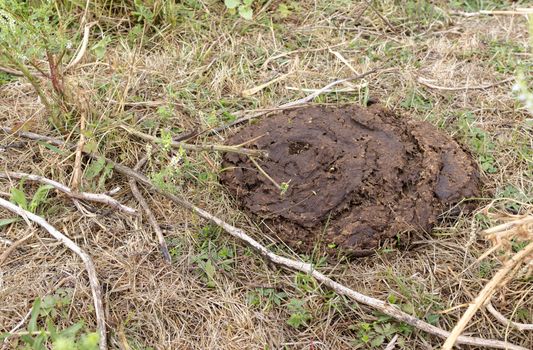 Dried cow dung on dry grass, compost, fertilizer close-up