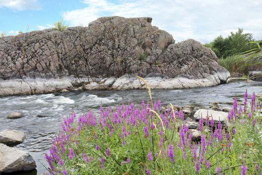 Blooming of pink color meadow grass with a background of blue sky, fast river and the opposite basalt coast