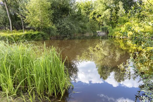 Juicy green grass in the foreground and reflection of a green forest and of a blue sky on the shore of a forest pond in the summer