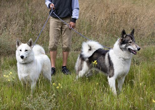 Two Hunting Dog Siberian Laika on leashes go for a walk. One dog is completely white, the second is black with white