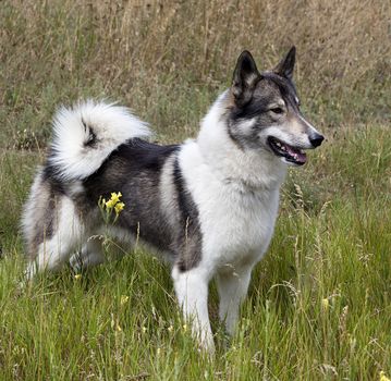 Hunting dog Siberian Laika looks closely at the search for prey