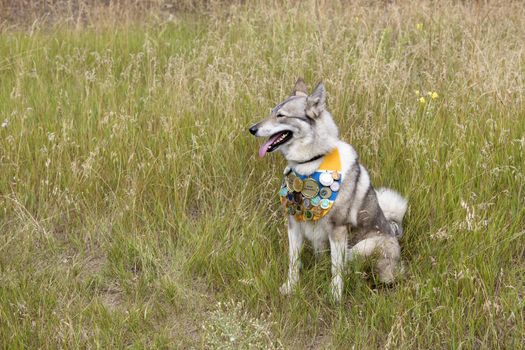 Hunting dog Siberian Laika sits on the grass with many different awards for his achievements