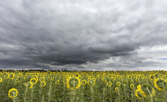 Sunflowers in the field look at thunderous clouds, which have closed the sky and are gathering on the horizon