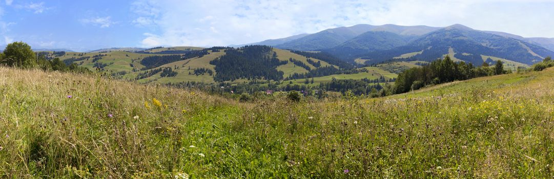 Mixed grass and field flowers on the slopes of the Carpathian Mountains. Panorama of the Carpathian summits in summer against the background of the blue sky and white clouds.