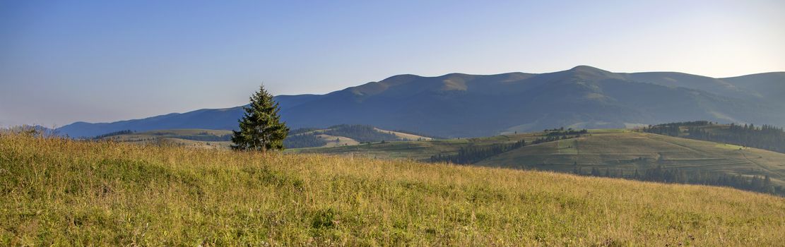 Carpathian fir on the hill in the rays of the rising morning sun. Panorama of the Carpathian mountains