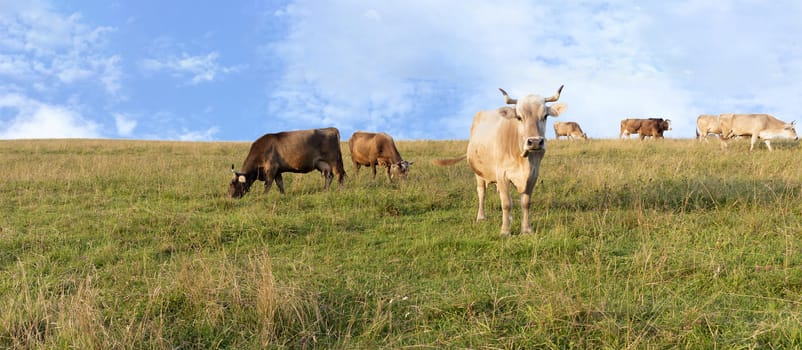 A herd of cows eats a green juicy grass on top of the Carpathian hill against a blue sky with light white clouds.