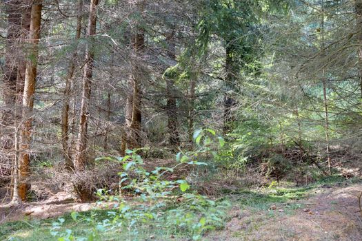 The thickets of the pine forest, through which the rays of the sun make their way, a calm and natural cycle of nature.