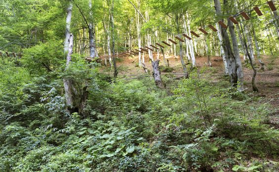 Through the thickets of the young forest in the mountains a hanging trail is laid, a view against the background of sun rays, which pierces through the foliage.