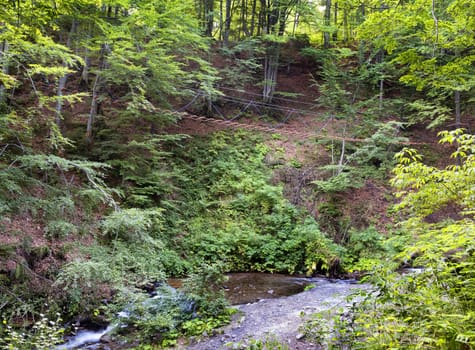 Through the thickets of the young forest, over the mountain stream, a hanging trail is laid, a view against the background of the sun rays, which pierces through the foliage.