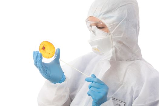 Laboratory scientist cultivating virus or bacteria on Petri dish.  She is wearing protective PPE, mask, gloves, coverall and goggles.