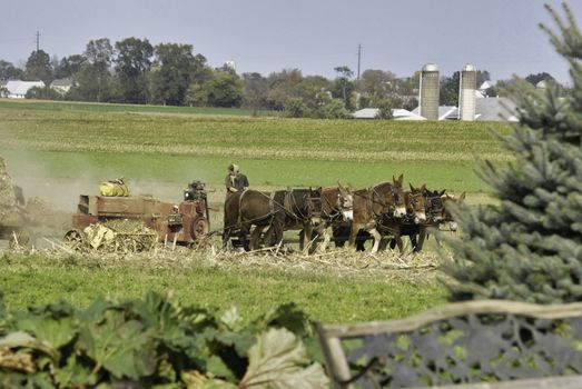 Amish Family Harvesting the Fields on an Autumn Day