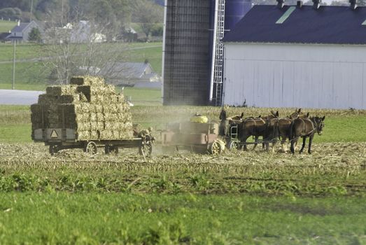 Amish Family Harvesting the Fields on an Autumn Day