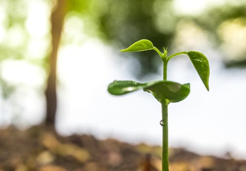 Bud leaves of young plant seeding in forest