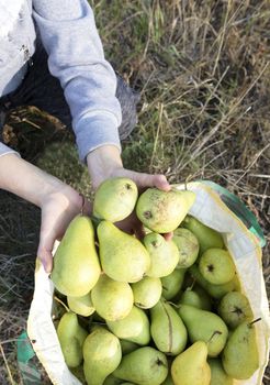 The gardener harvests a harvest of large green juicy pears in early autumn. A high resolution.