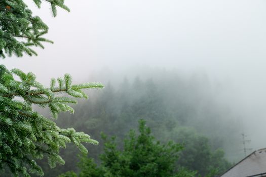 Morning Fog in Fresh Green Valley, Summer Landscape