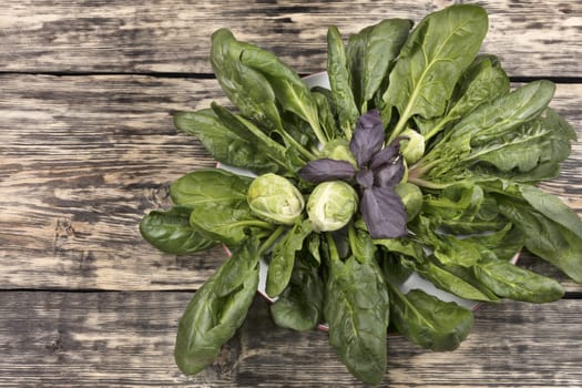 spinach, brussels cabbage and basil leaves on a porcelain white plate on the background of an old weathered wooden surface