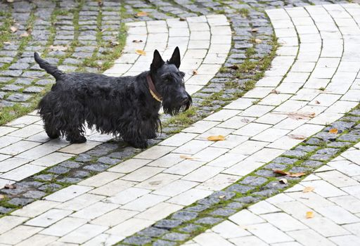 Black Scottish terrier walks the paved paths of autumn park