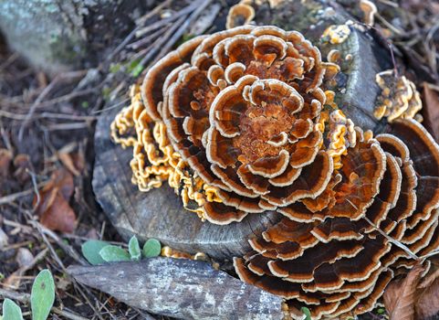 Bright orange mushroom Laetiporus sulphureus (a chicken from a tree), grows on an old rotten stump in an autumn park