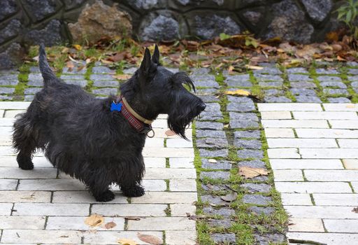 Black Scottish terrier walks the paved paths of autumn park