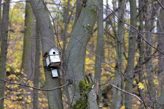 wooden white birdhouse hanging on a tree in an autumn forest