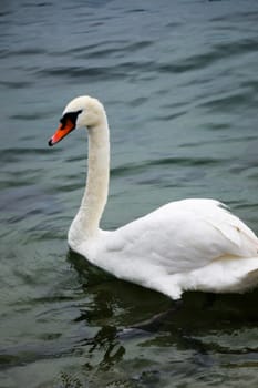 Nice Swan on lake reflection nature birds