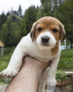 A small beagle puppy is sitting on an outstretched masculine hand against the backdrop of a summer garden