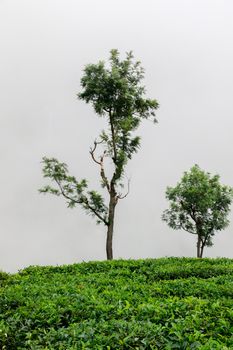 Remote Tree in Tea Plantation