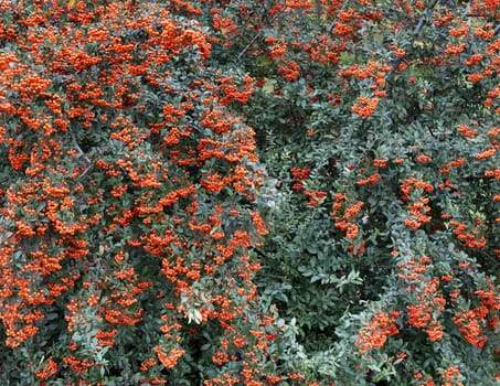 Fruits of bright orange berries of mountain ash thickly envelop the green tree