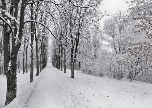 The avenue of winter trees stretching into the distance is covered with snow in the city park