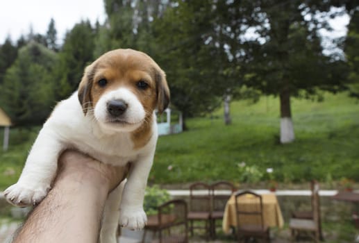 A small beagle puppy is sitting on an outstretched masculine hand against the backdrop of a summer garden