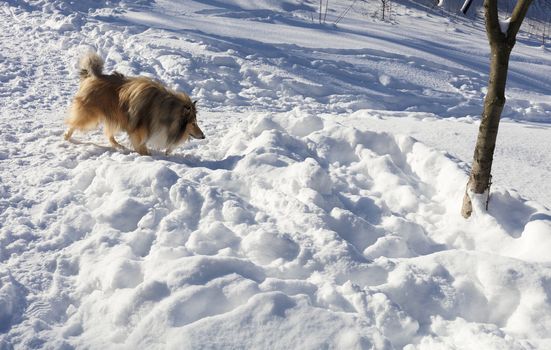 a collie dog runs through the snow in a winter park
