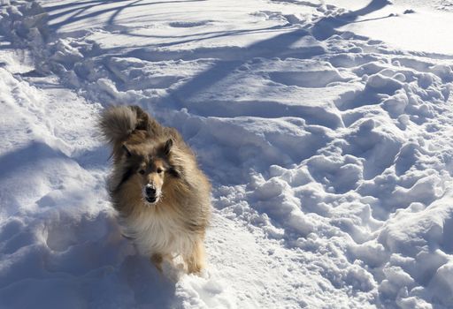 a collie dog runs through the snow in a winter park
