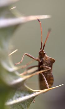 The beetle hid among thorny thistle needles and looks expectantly at others