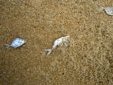 Dead fish on sand beach