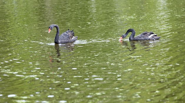Two beautiful black swans swim along the sleek surface of the forest lake