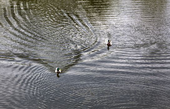 Two beautiful wild ducks swim along the smooth surface of the forest lake, leaving behind a powerful fairway