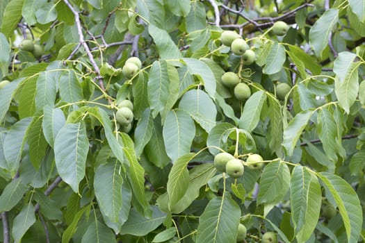 fresh green young walnut fruit on a branch against a background of juicy green tree leaves