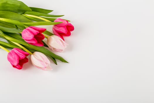 Spring Fresh multicolored tulips isolated on white background. Congratulation. Valentine's Day, spring, Easter. Space for text.