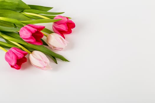 Spring Fresh multicolored tulips isolated on white background. Congratulation. Valentine's Day, spring, Easter. Space for text.