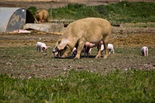 Mother sow with piglets beside a sty on a farm in Berkshire.
