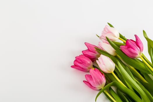 Spring Fresh multicolored tulips isolated on white background. Congratulation. Valentine's Day, spring, Easter. Space for text.