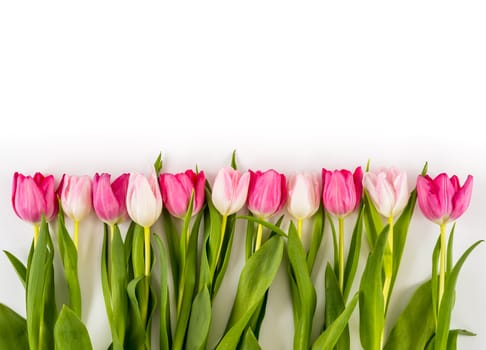 Spring Fresh multicolored tulips isolated on white background. Congratulation. Valentine's Day, spring, Easter. Space for text.